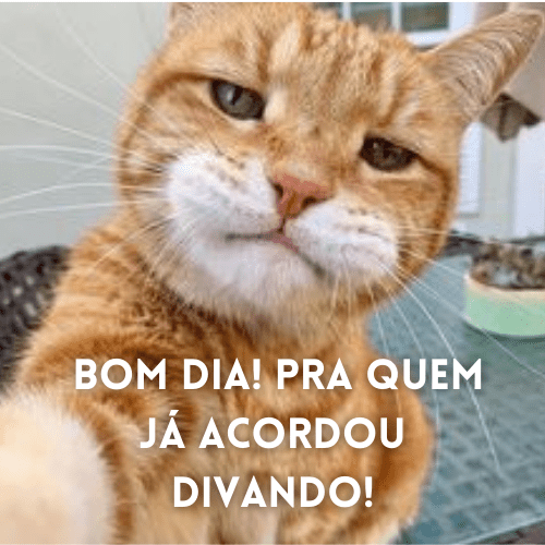 Figurinhas engraçadas de bom dia
