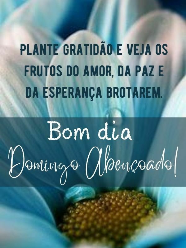 Bom dia domingo abençoado com gratidão