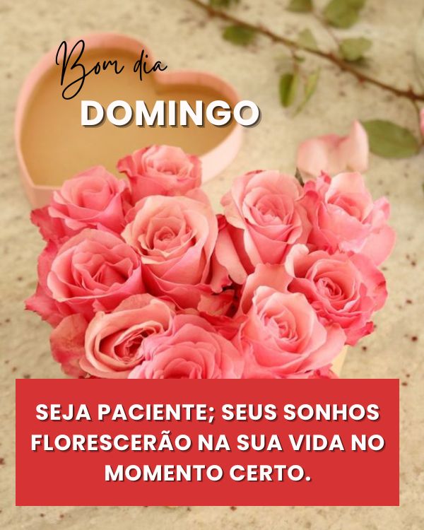 Bom dia domingo com flores e carinho