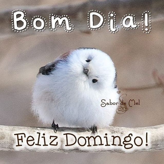 Bom dia domingo engraçado